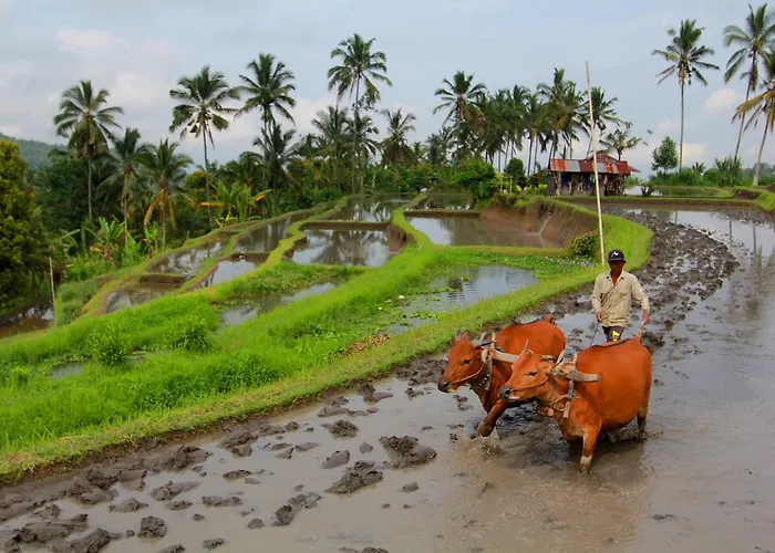 Gasthuis Bali Bening Munduk
